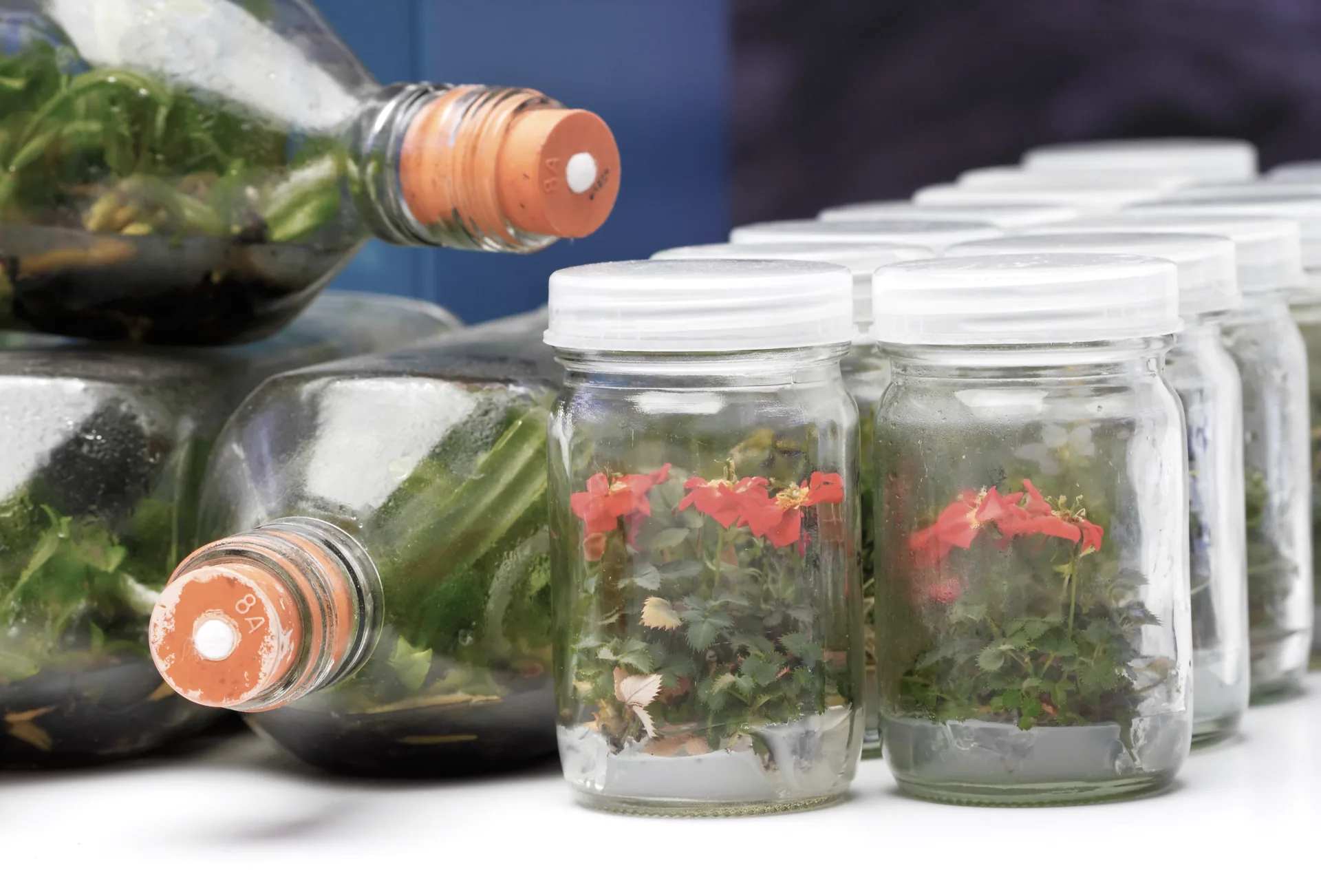 Culture jars with young plants