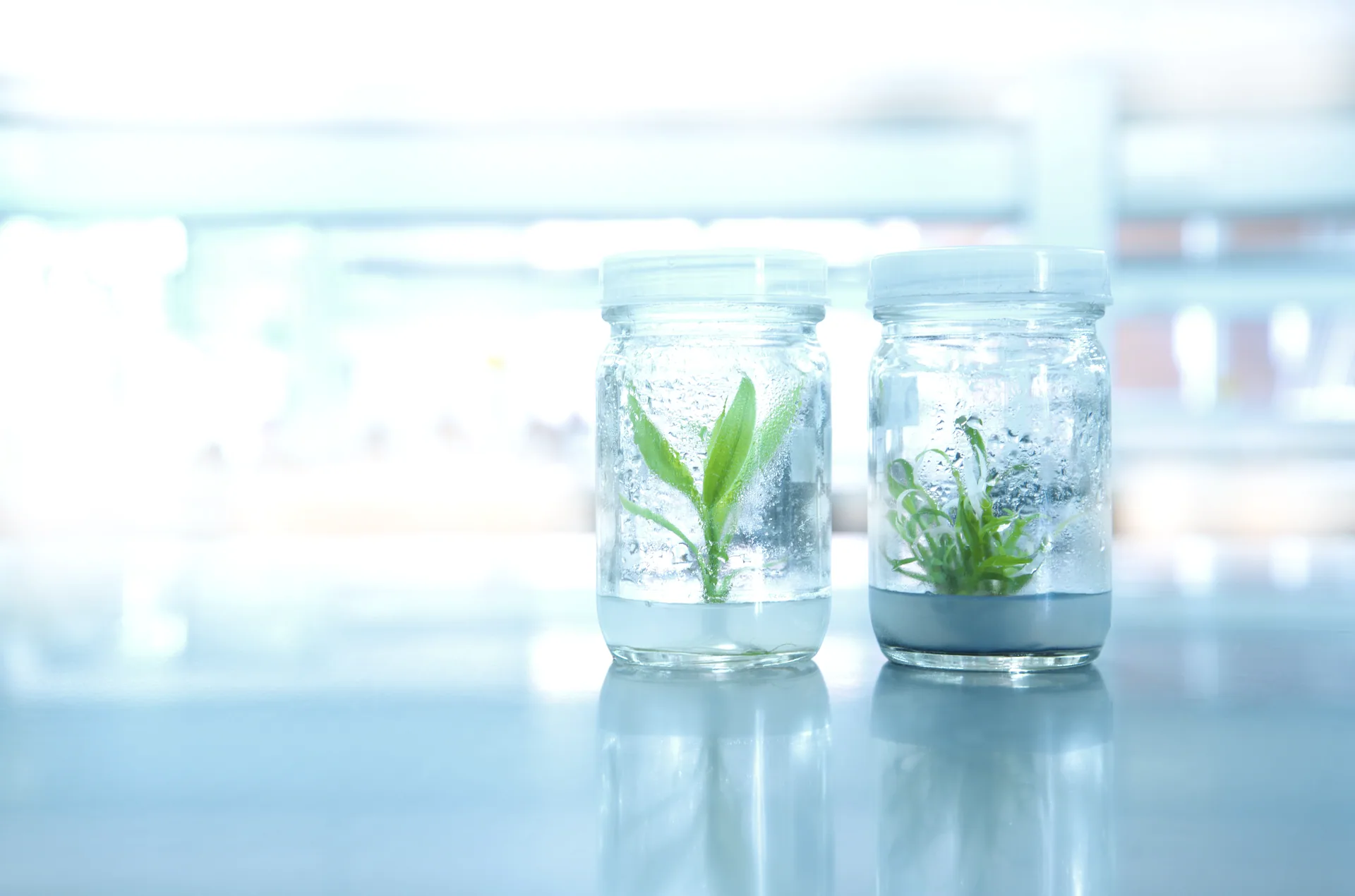 Tissue culture jars containing young plantlets on a clean lab bench